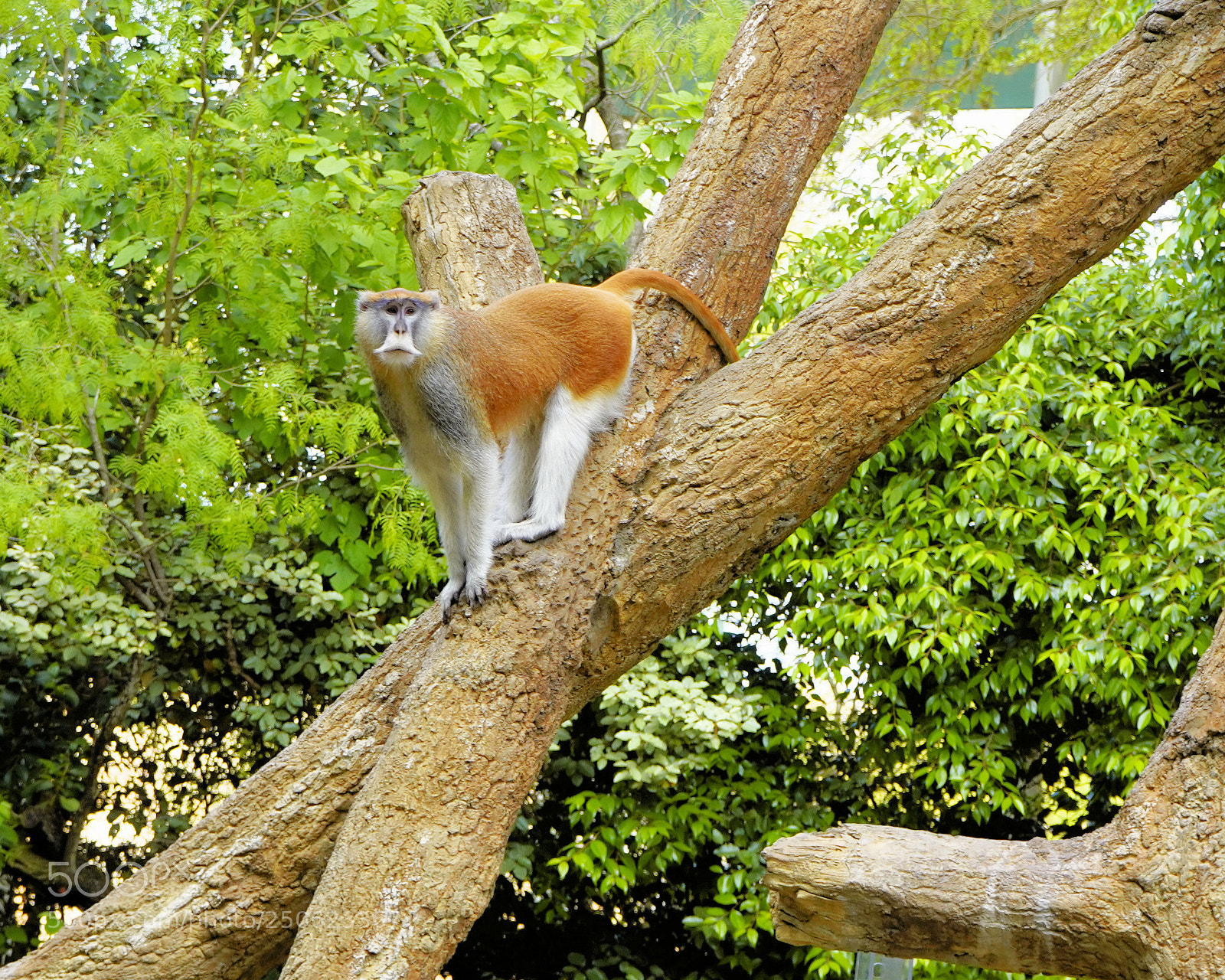 Sony a7R III sample photo. Primate photography