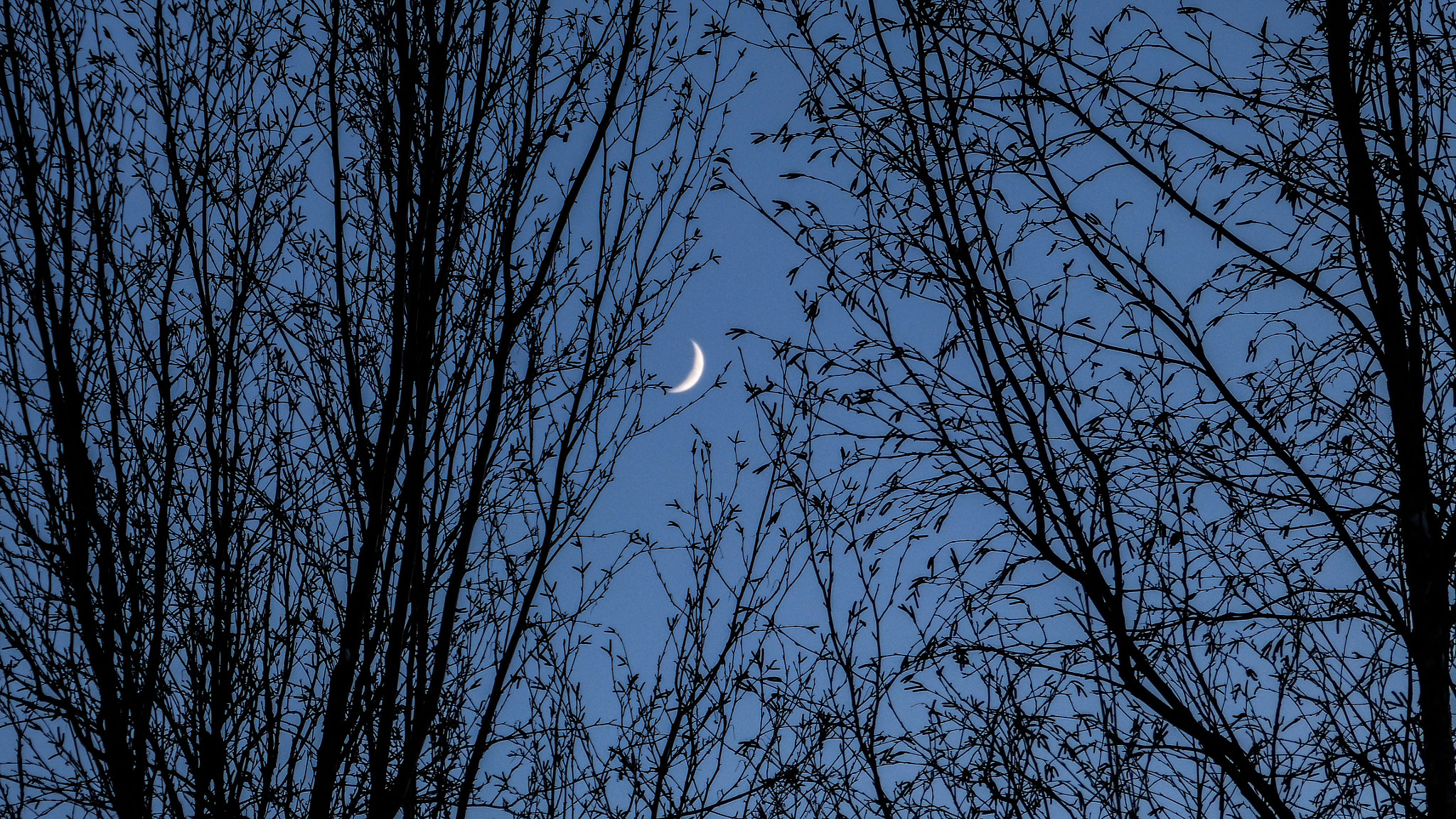 Panasonic Lumix DMC-FZ60 (Lumix DMC-FZ62) sample photo. Moon in the trees photography