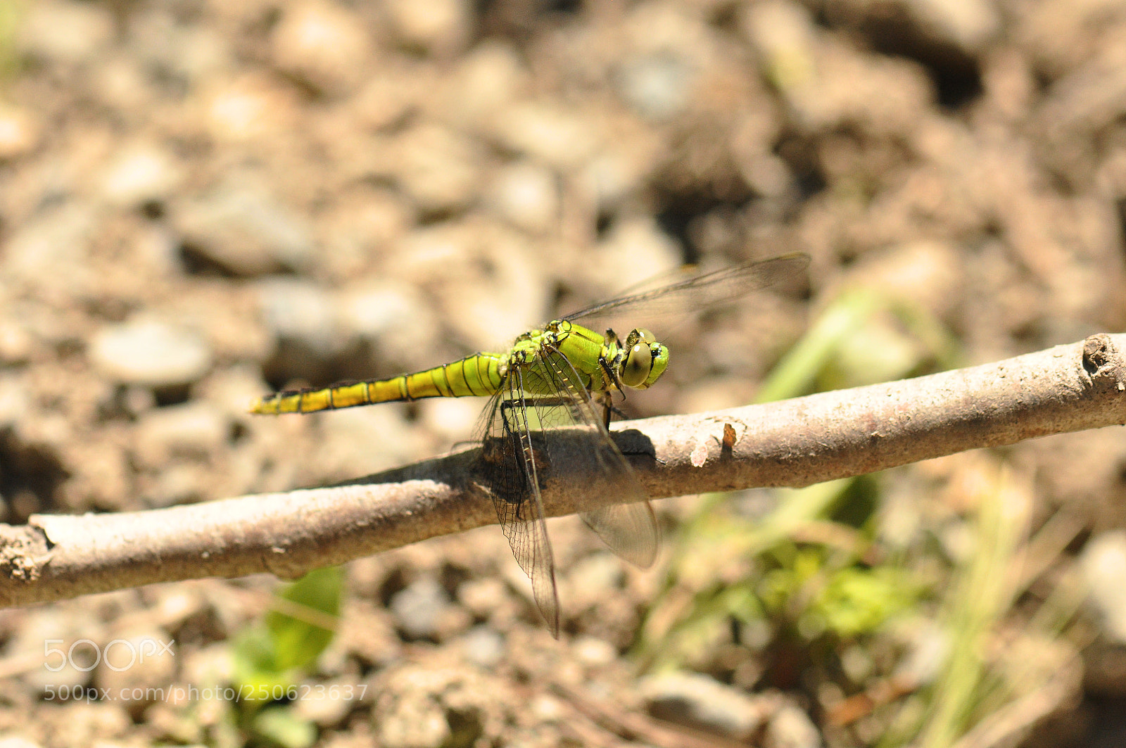 Nikon D90 sample photo. Bright green dragonfly 2 photography