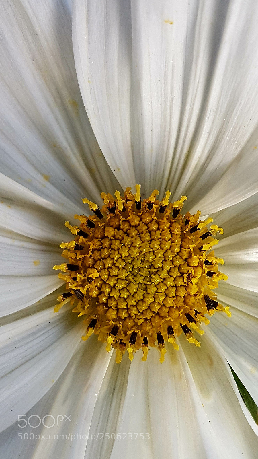 Samsung Galaxy S7 Edge sample photo. Close up! photography