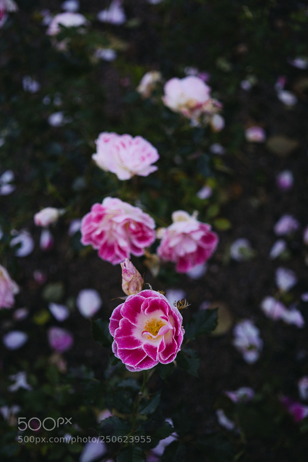 Sony a6000 sample photo. Dsc00317-7.jpg photography