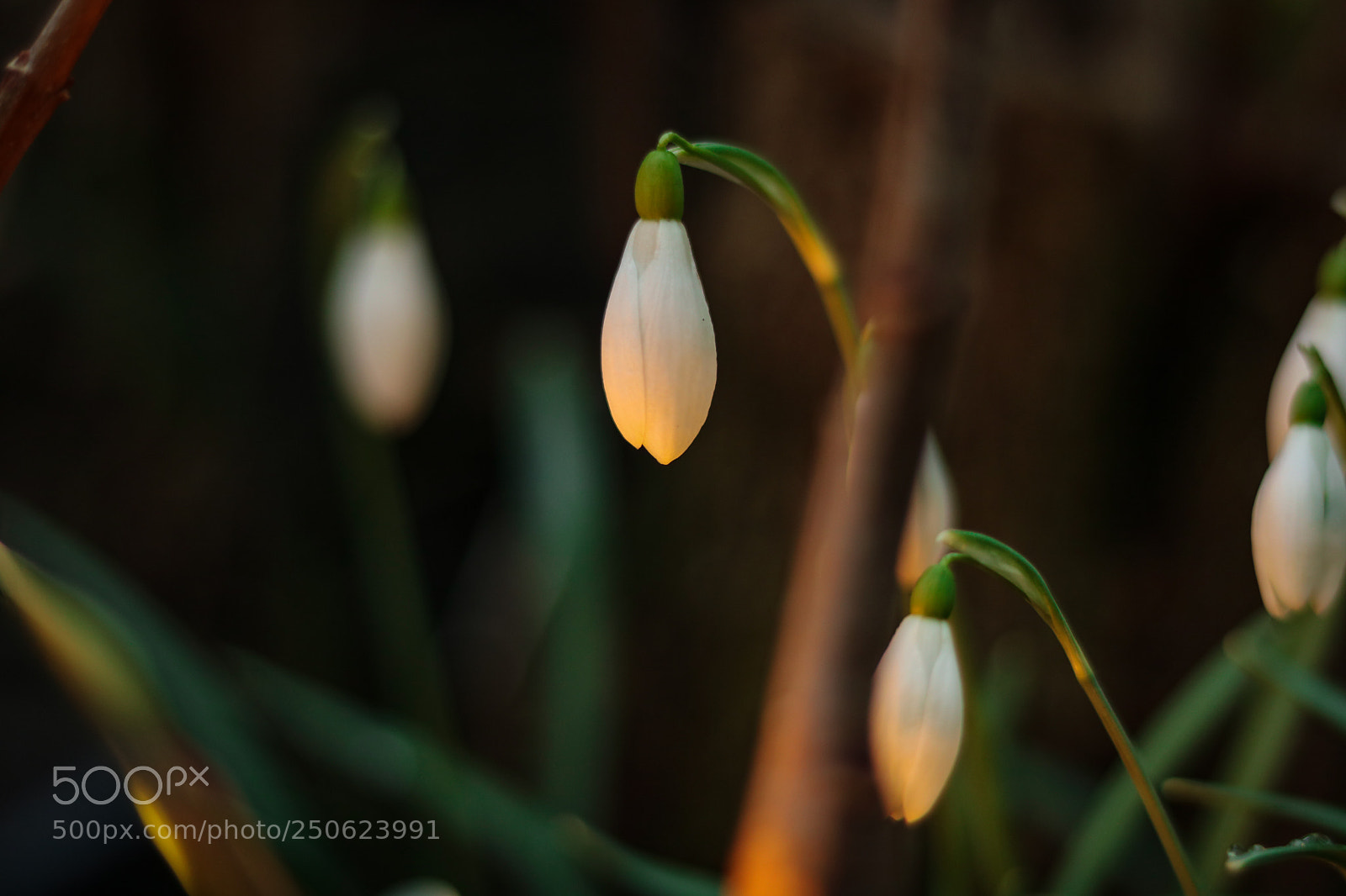 Canon EOS 750D (EOS Rebel T6i / EOS Kiss X8i) sample photo. Galampus photography