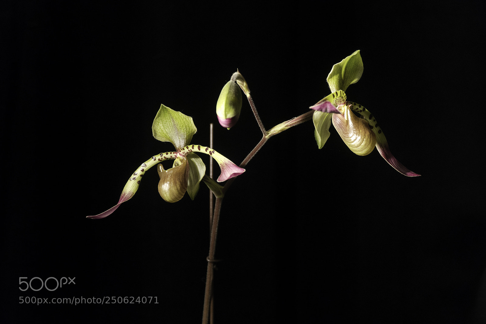Sony a6500 sample photo. Orchidée photography
