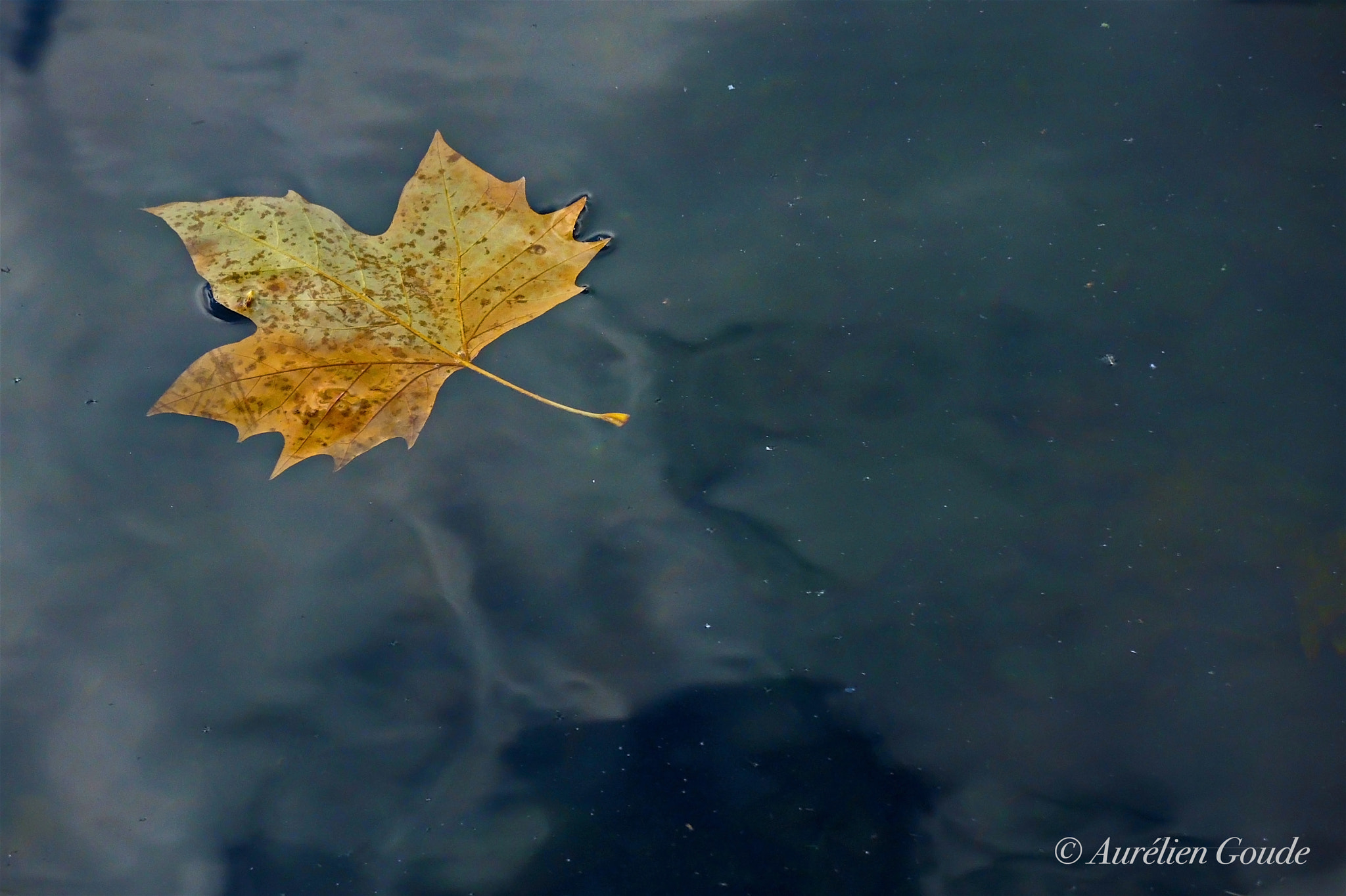 Nikon Coolpix P7700 sample photo. Versailles (octobre 2017) photography