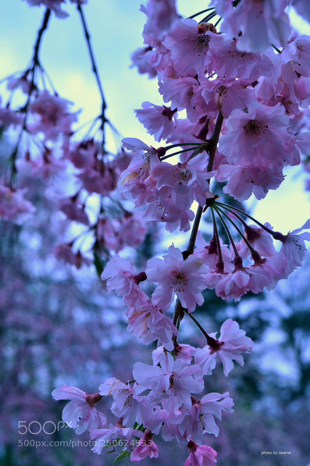 Nikon D5200 sample photo. (cute flower) photography