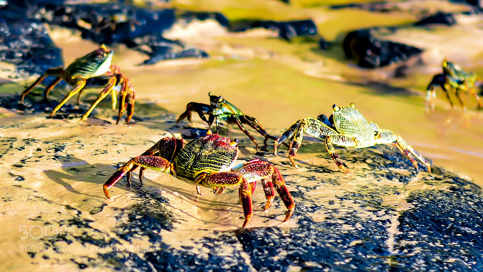 Nikon D7000 sample photo. Crabs  photography
