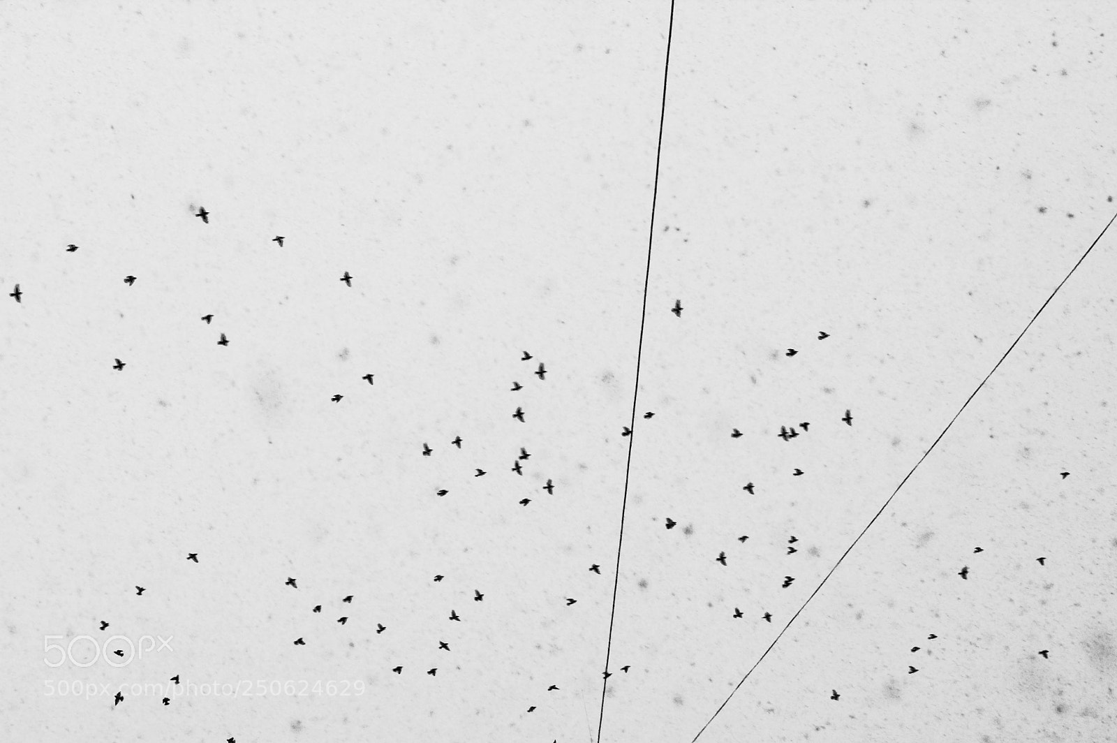 Canon EOS 550D (EOS Rebel T2i / EOS Kiss X4) sample photo. Birds snow wires photography