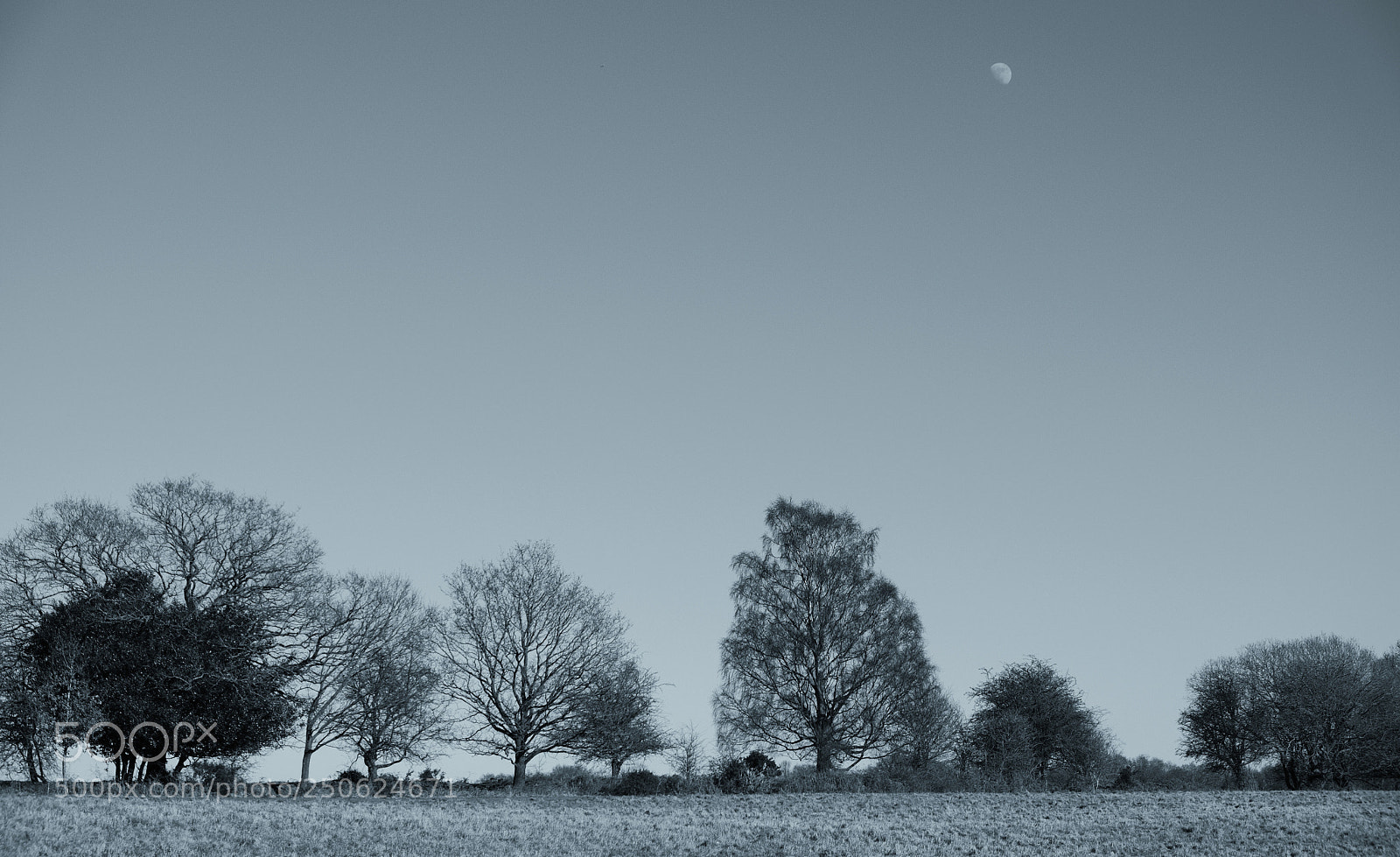 Fujifilm X-T20 sample photo. Daytime moon and tree photography