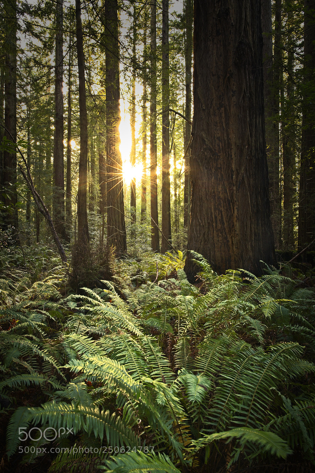 Sony a7R II sample photo. Sunrise through the redwoods photography