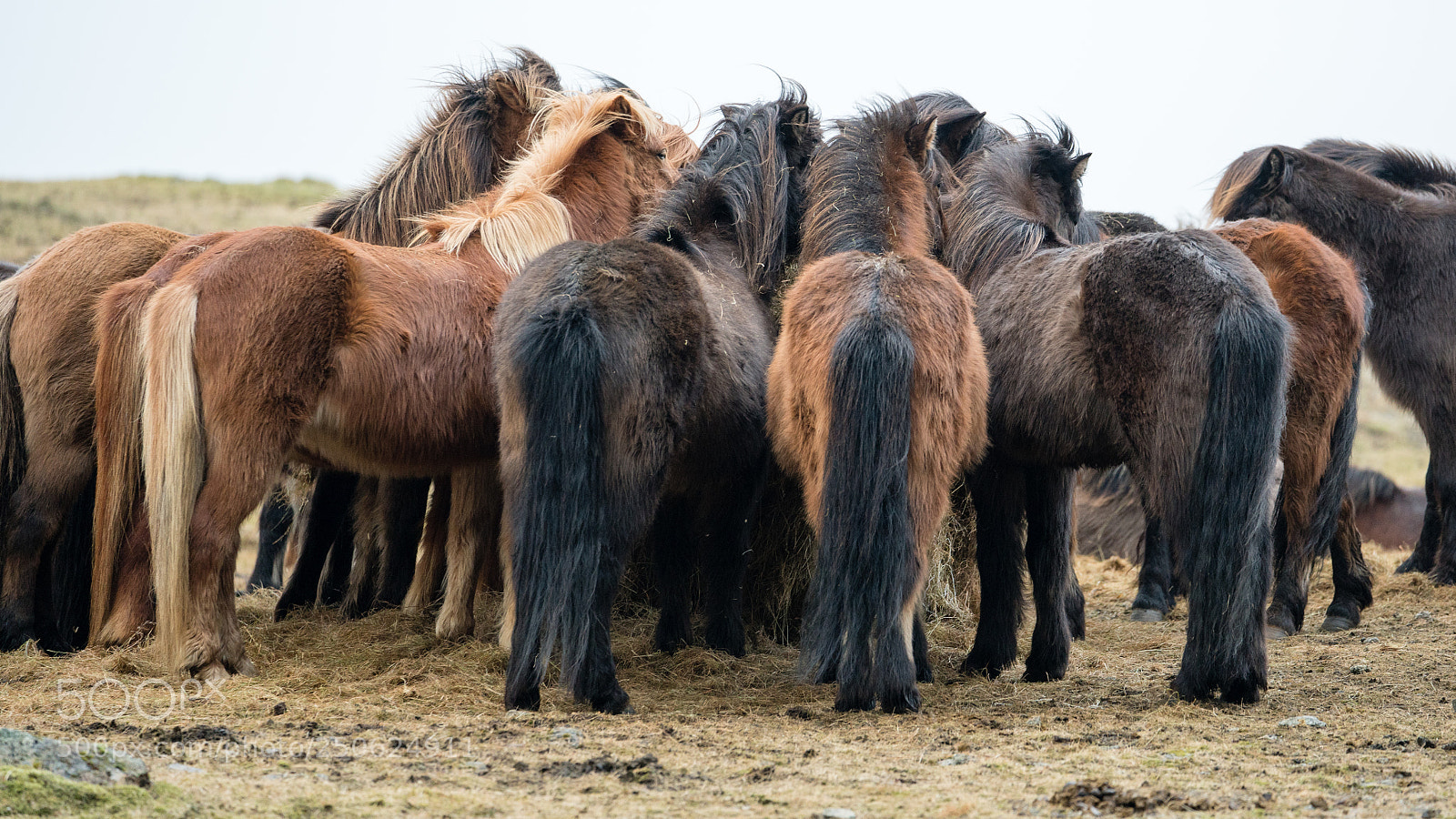 Sony a7R III sample photo. Icelandic horse conference photography