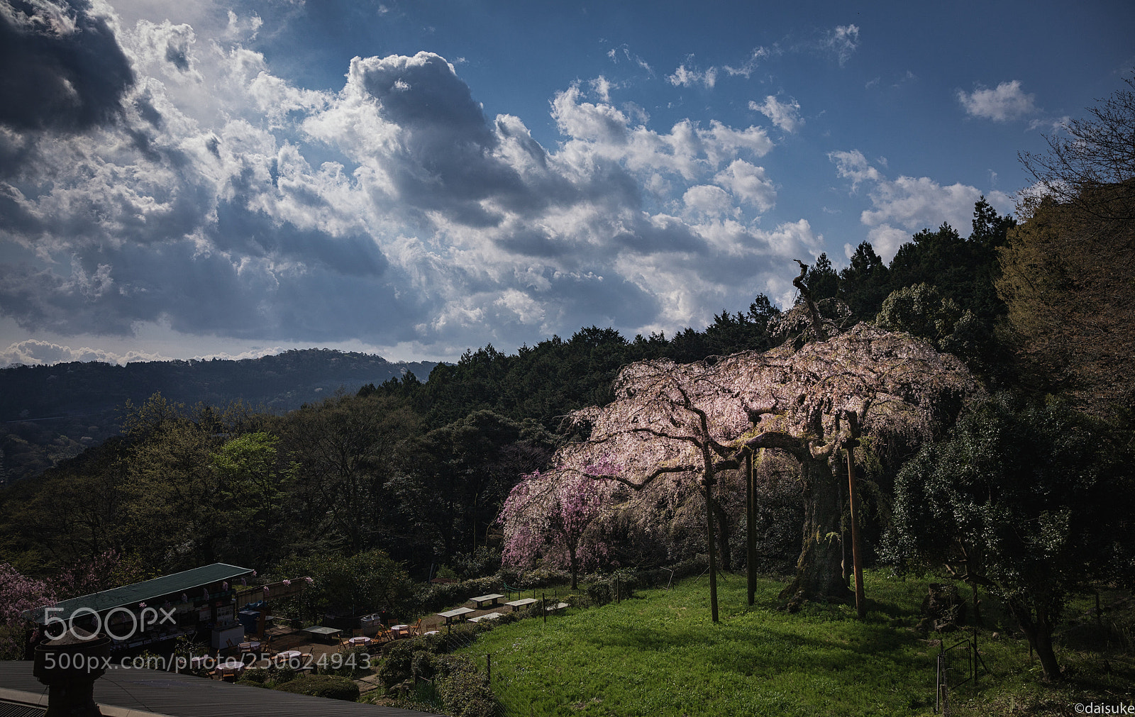 Canon EOS 5D Mark IV sample photo. Sakura 2 photography