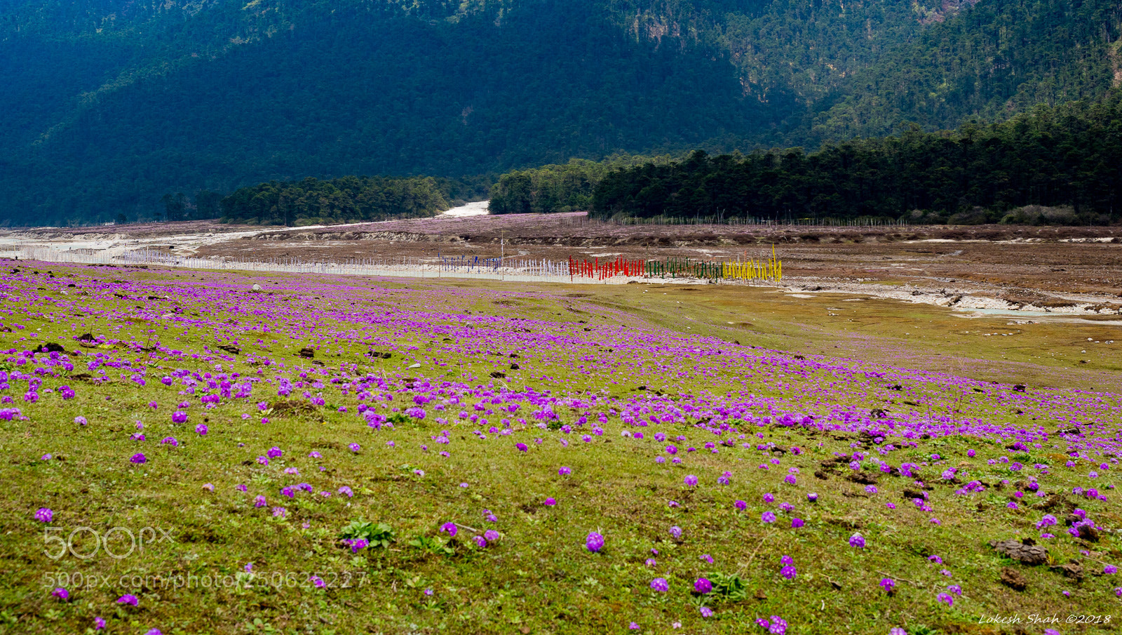 Olympus OM-D E-M10 II sample photo. Flower carpet @ yumthang valley photography