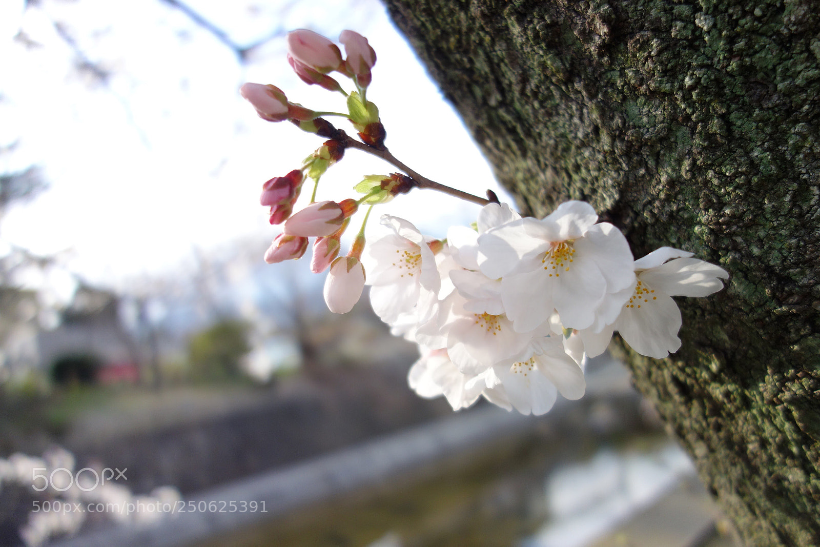 Sony Cyber-shot DSC-RX100 sample photo. Sakura photography