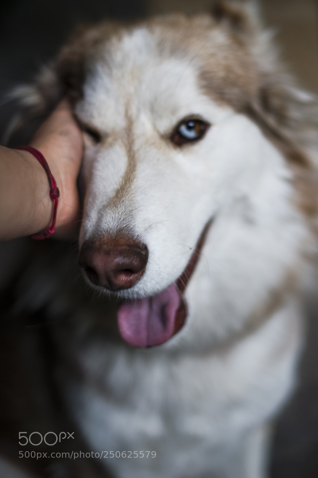 Nikon Df sample photo. Akasha photography