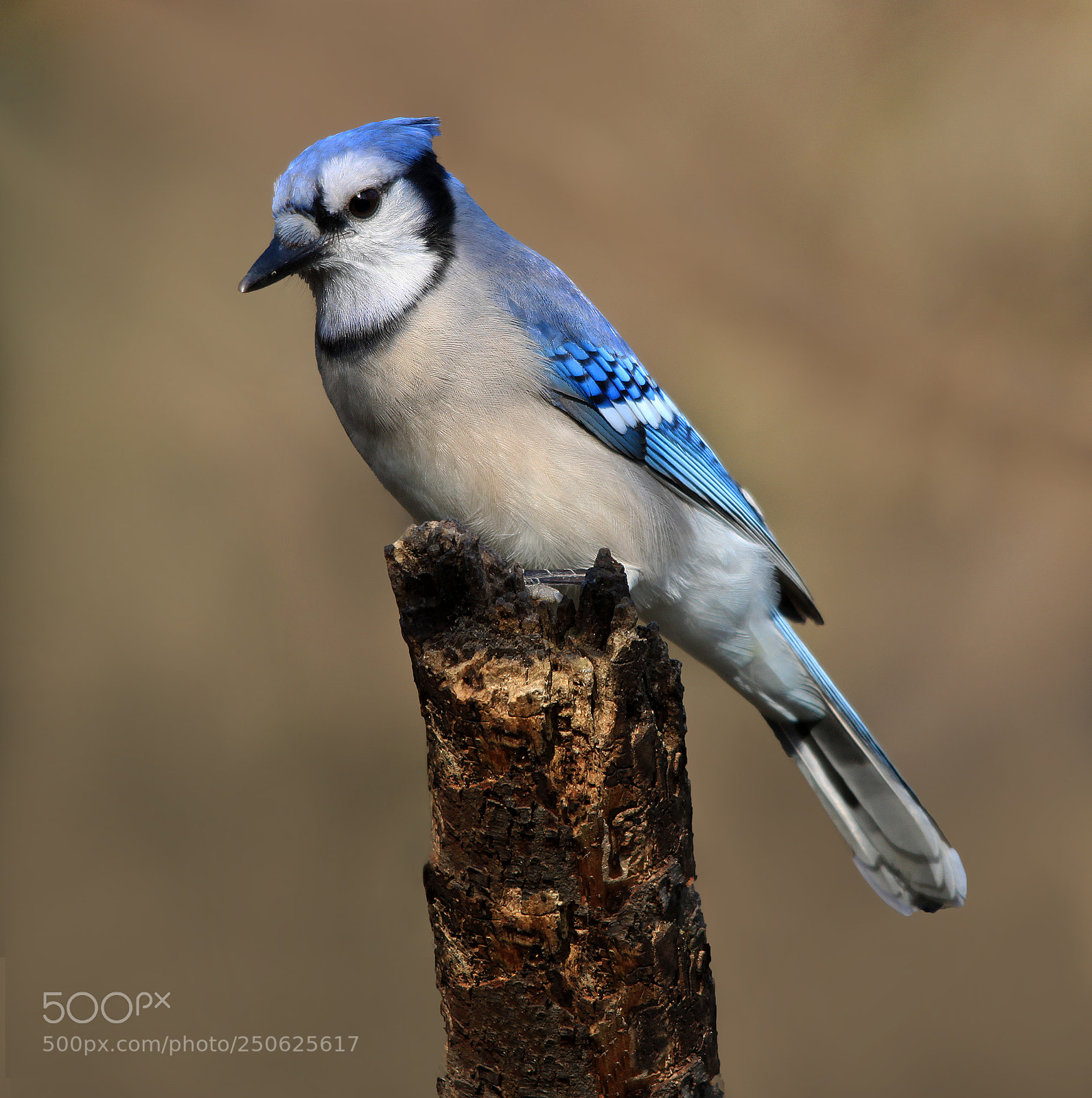 Canon EOS 500D (EOS Rebel T1i / EOS Kiss X3) sample photo. Blue jay photography