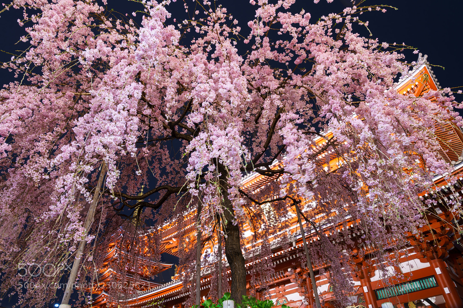 Sony a9 sample photo. 枝垂れ桜 photography