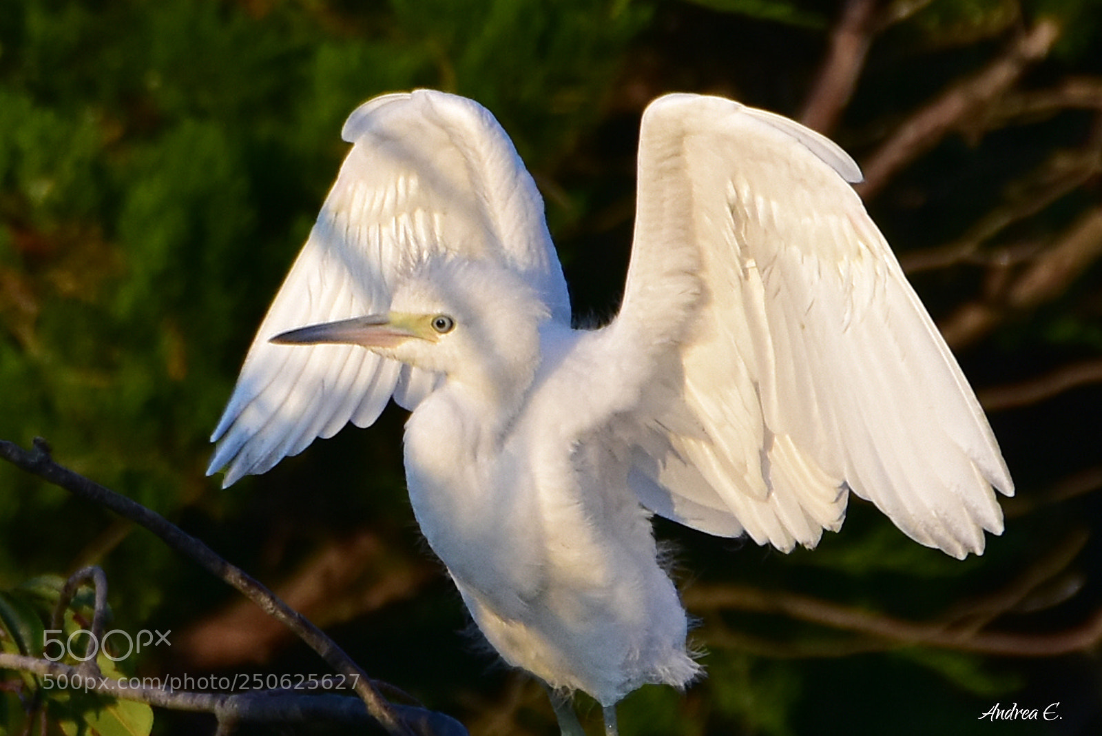 Nikon D7200 sample photo. Little blue heron photography