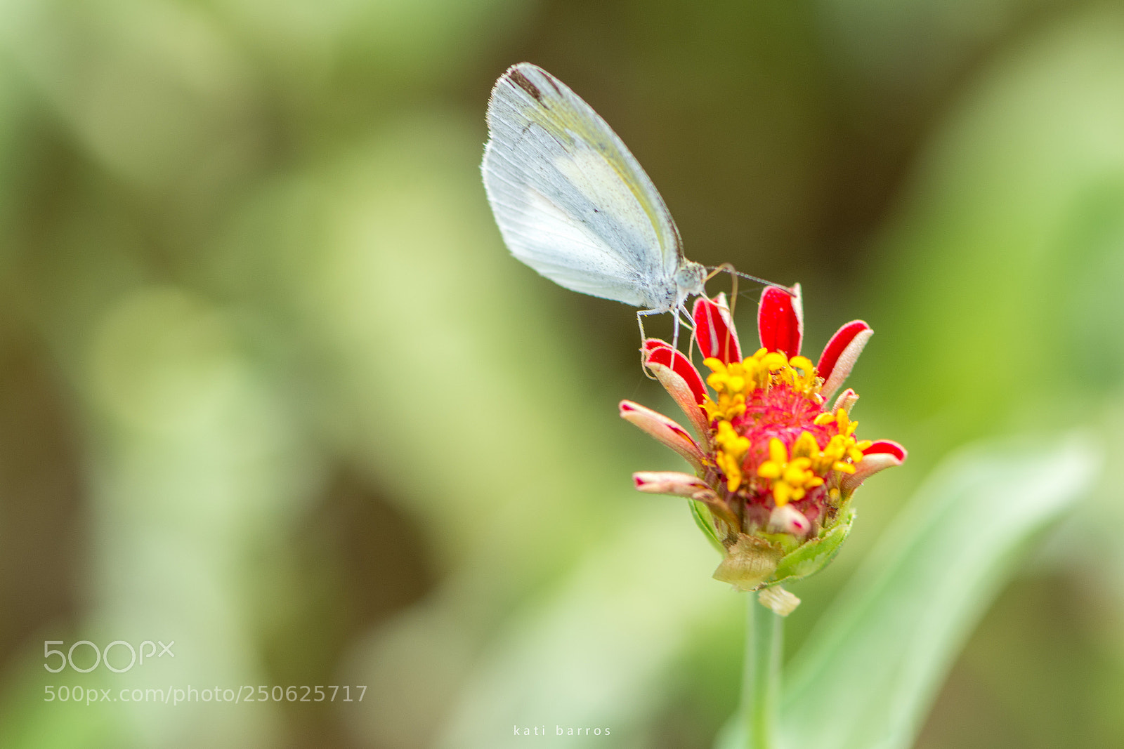 Nikon D7100 sample photo. Butterfly photography
