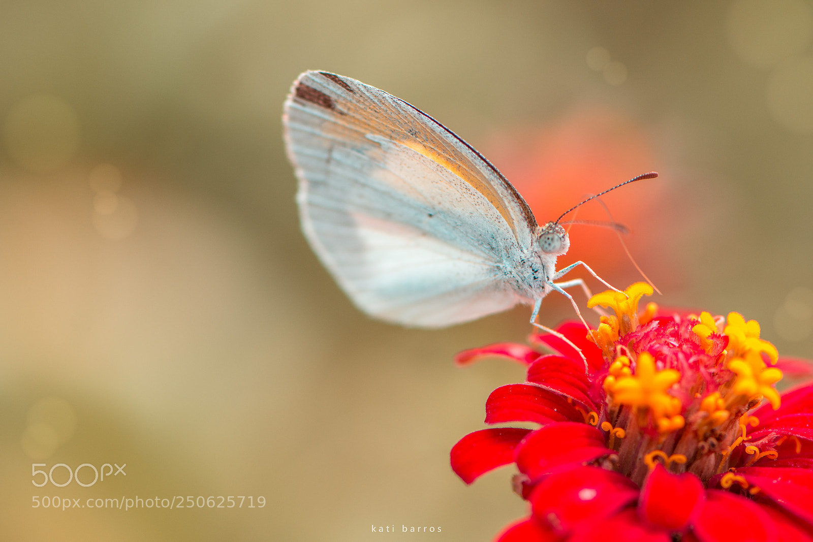 Nikon D7100 sample photo. Butterfly photography