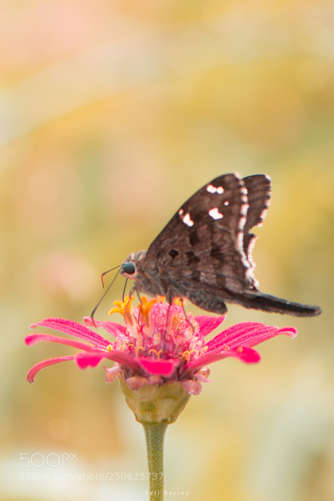 Nikon D7100 sample photo. Butterfly photography