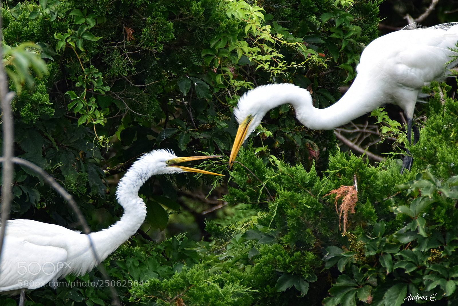 Nikon D7200 sample photo. Nest building teamwork photography