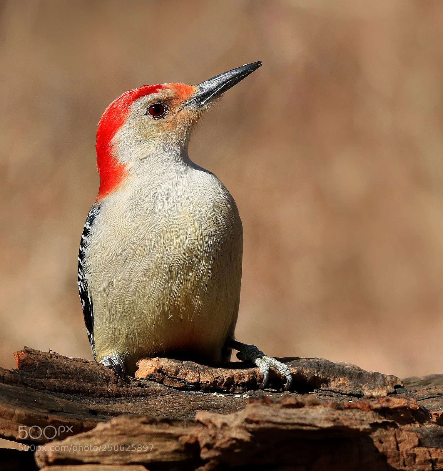 Canon EOS 750D (EOS Rebel T6i / EOS Kiss X8i) sample photo. Red bellied woodpecker photography