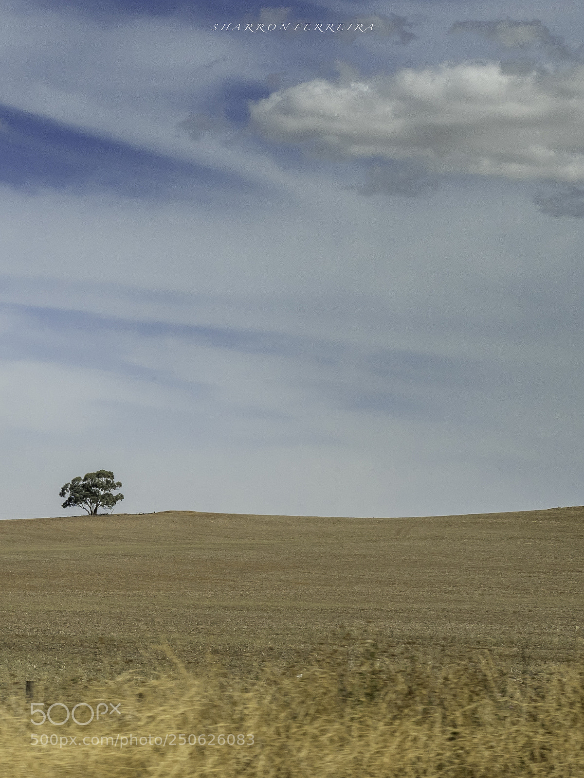 Olympus OM-D E-M5 II sample photo. Lonesome tree photography