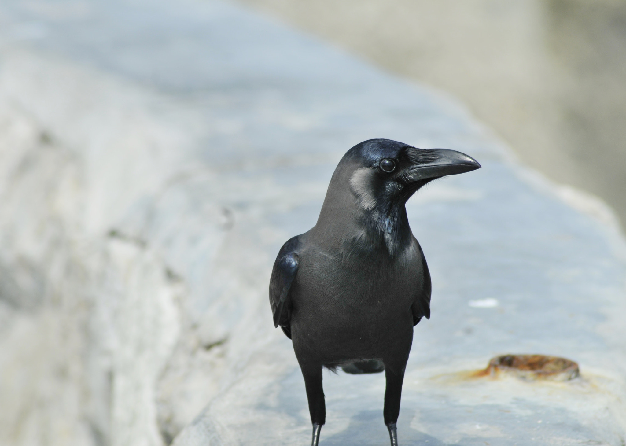 Nikon D300 + Nikon AF Nikkor 70-300mm F4-5.6G sample photo. The crow photography