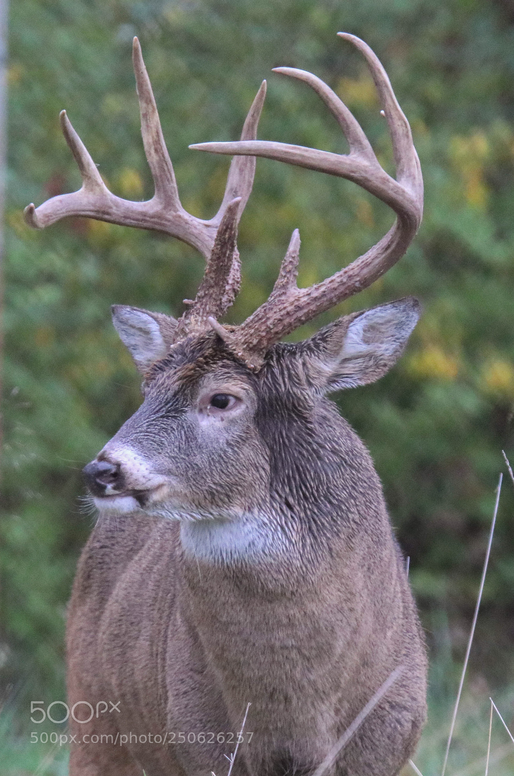 Canon EOS 80D sample photo. White tailed buck deer photography