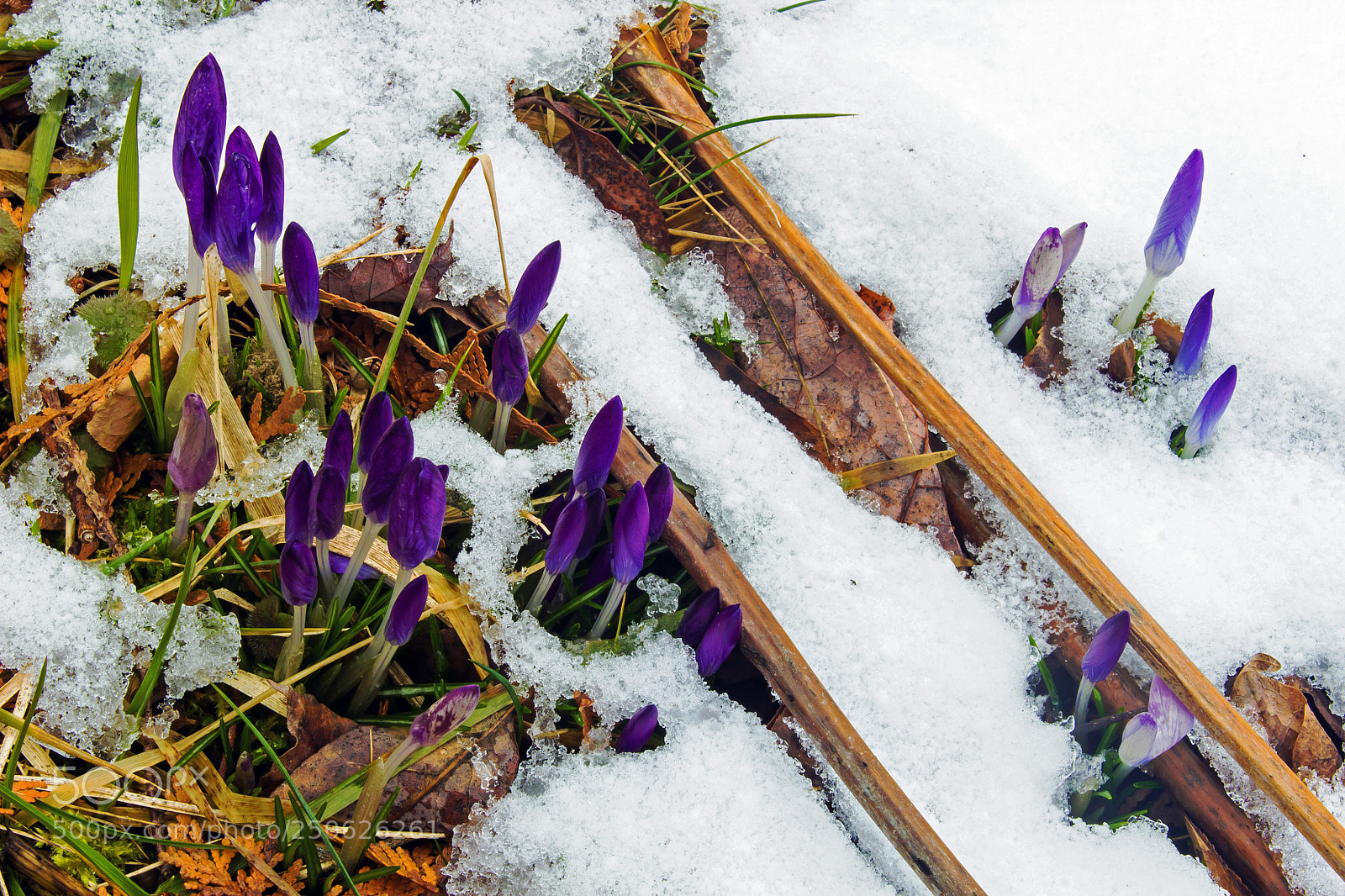 Canon EOS 600D (Rebel EOS T3i / EOS Kiss X5) sample photo. Crocus flowers at the photography