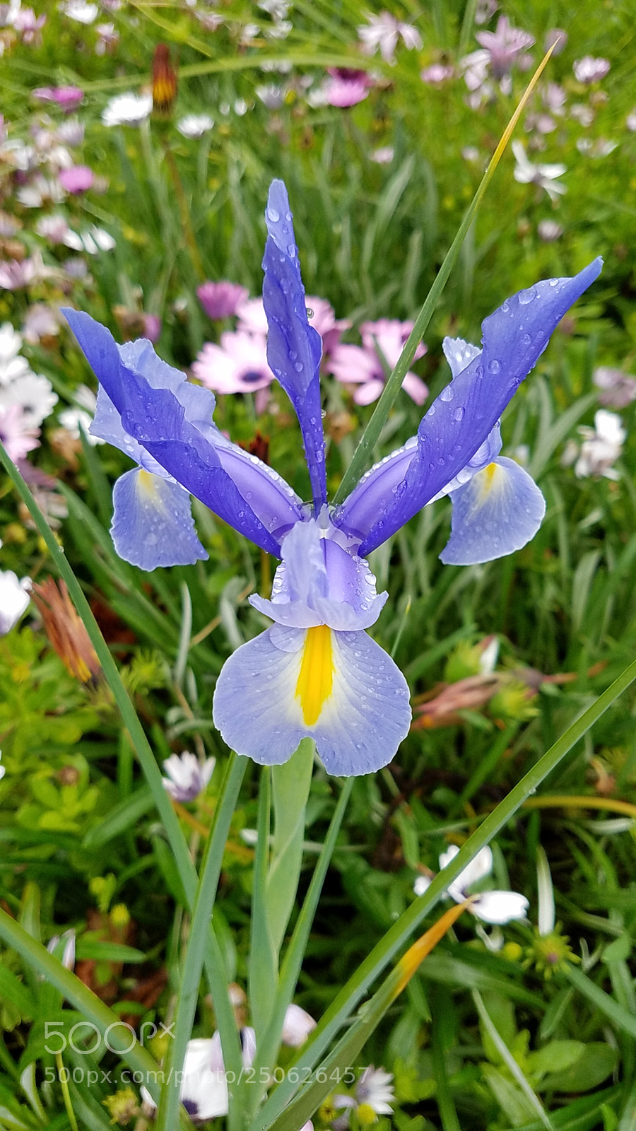 Samsung Galaxy S7 Edge sample photo. Untitled photography