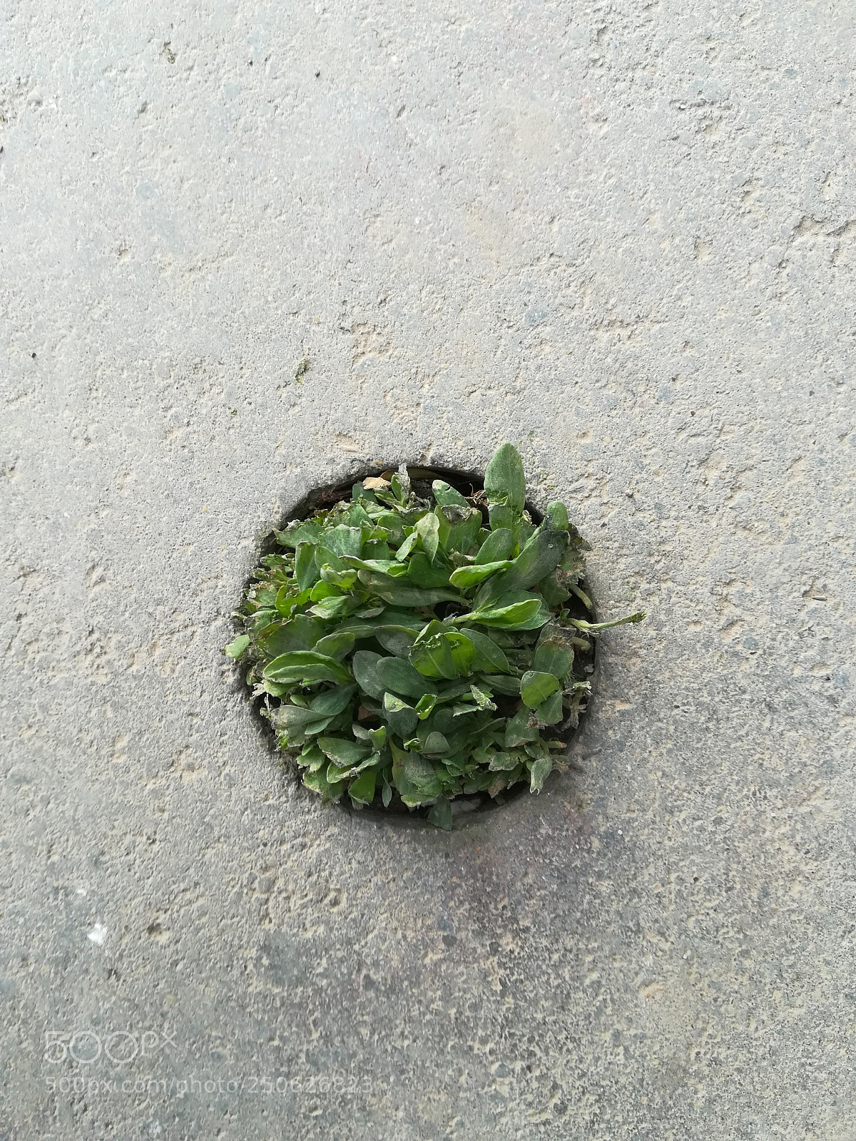 HUAWEI P10 lite sample photo. Green hole. photography