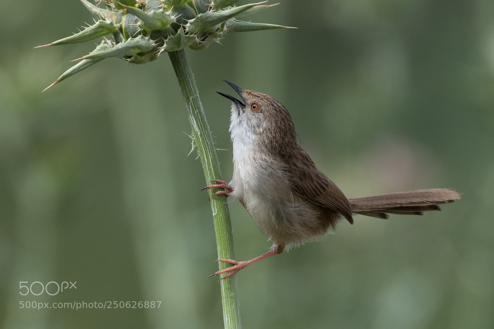 Nikon D500 sample photo. Graceful prinia photography