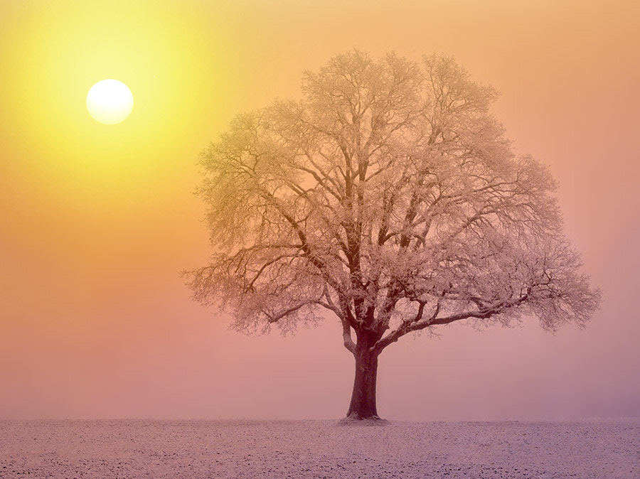 Pentax 645D sample photo. Lone oak tree in field. wilsonville, oregon photography