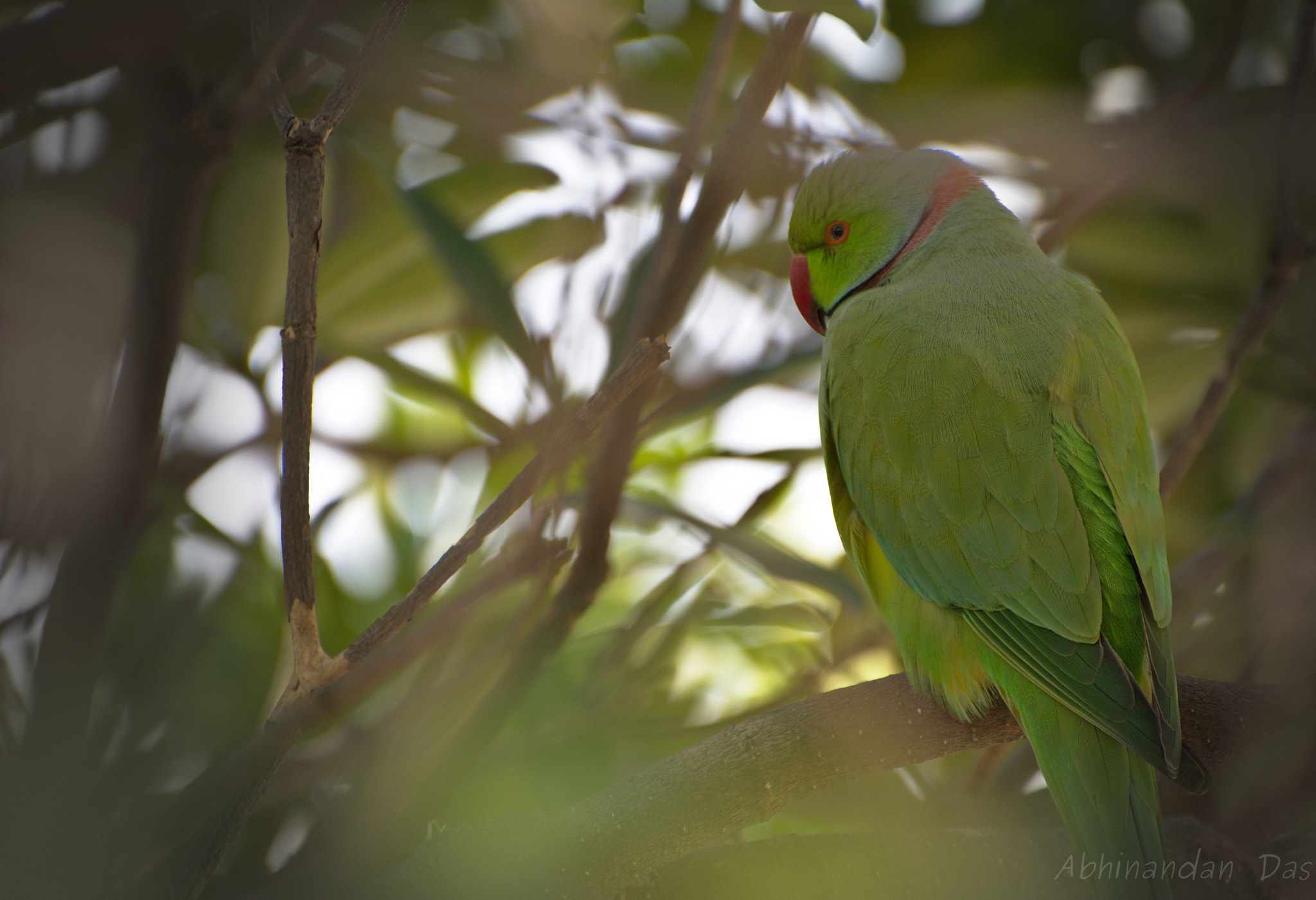 Nikon D7100 sample photo. The piquant parrot photography