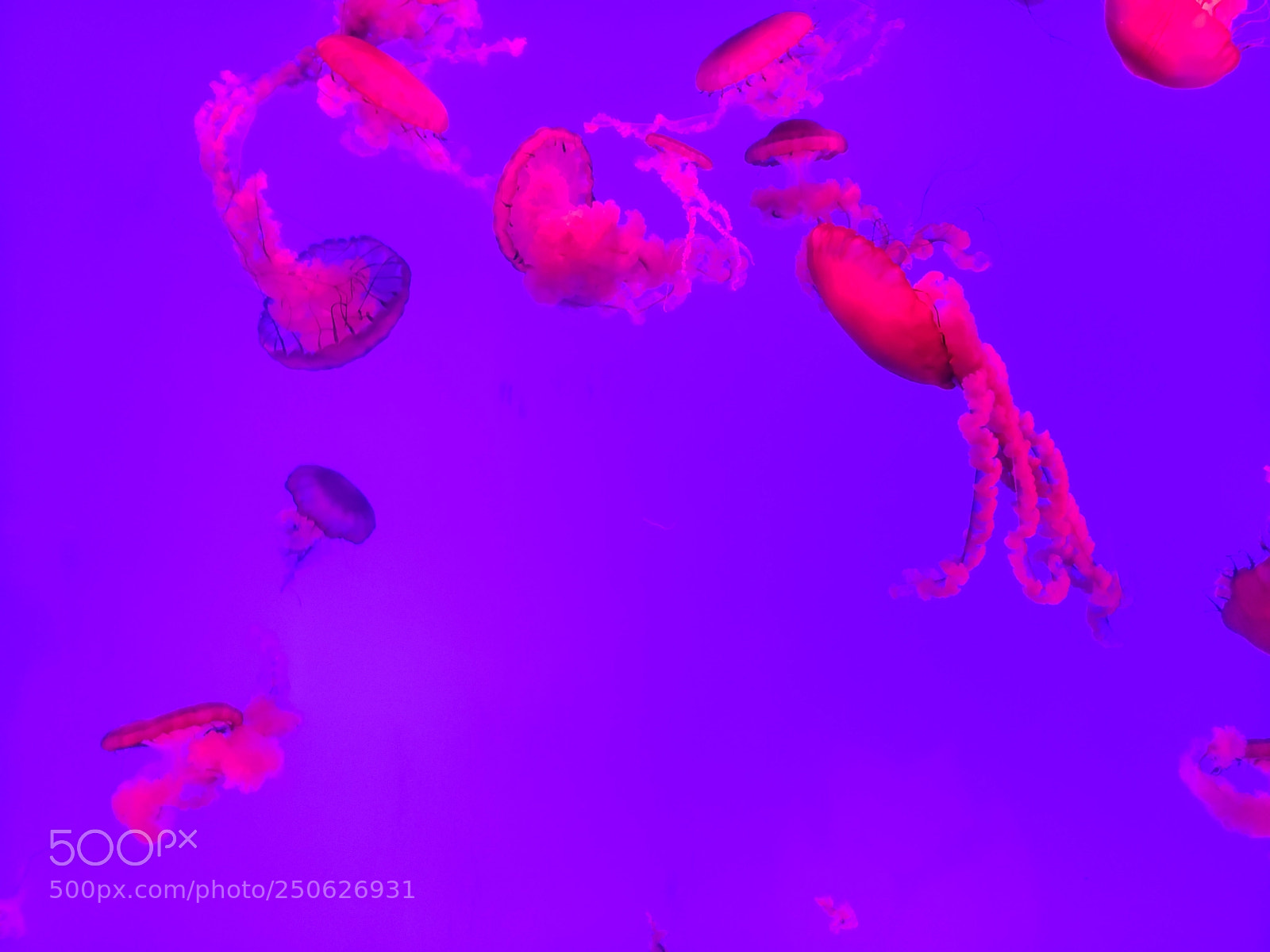 Samsung Galaxy S9+ sample photo. Dance of the jellyfish photography