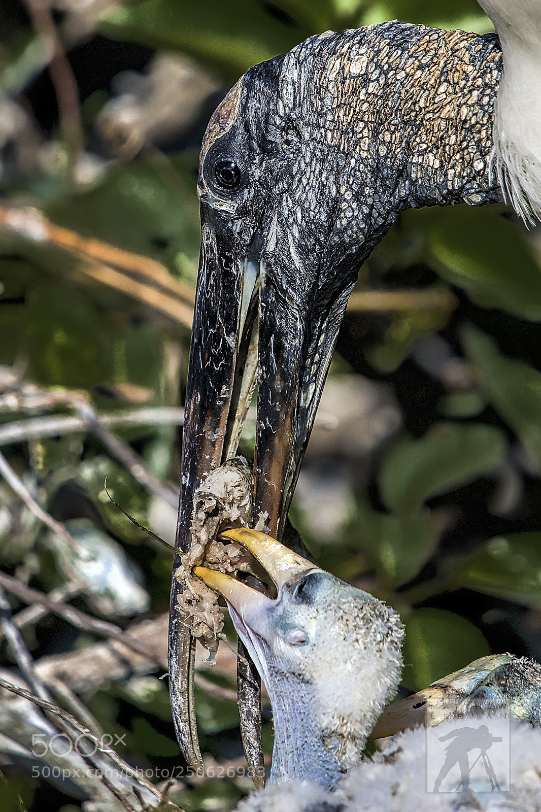 Nikon D810 sample photo. Feeding chick 1713 photography