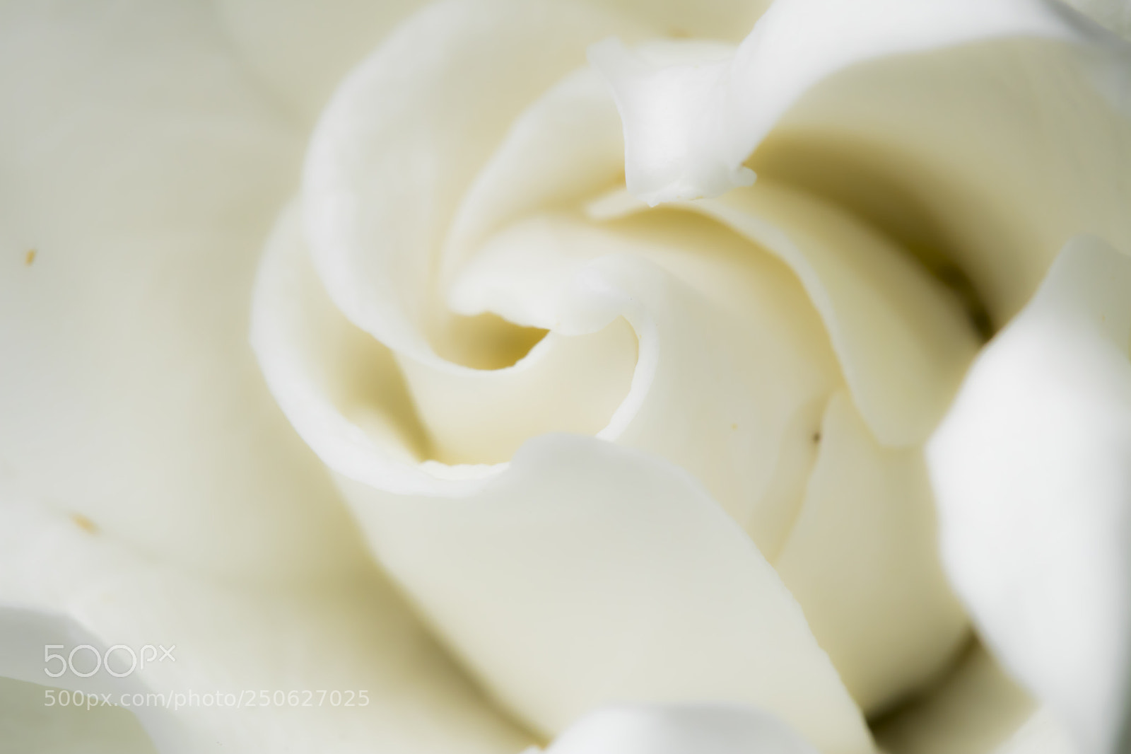 Canon EOS 80D sample photo. Macro flowers and water photography
