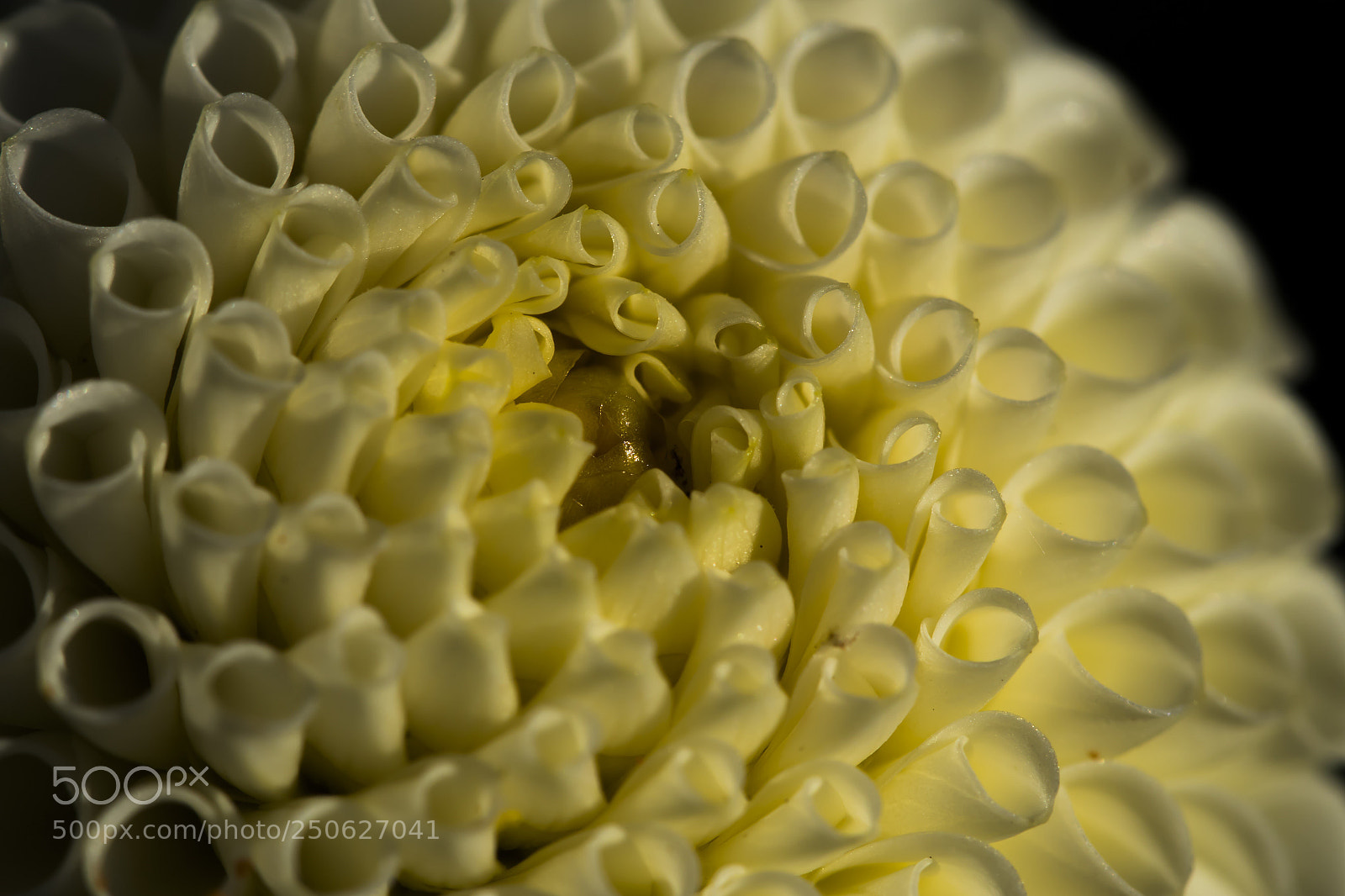 Canon EOS 80D sample photo. Macro flowers and water photography