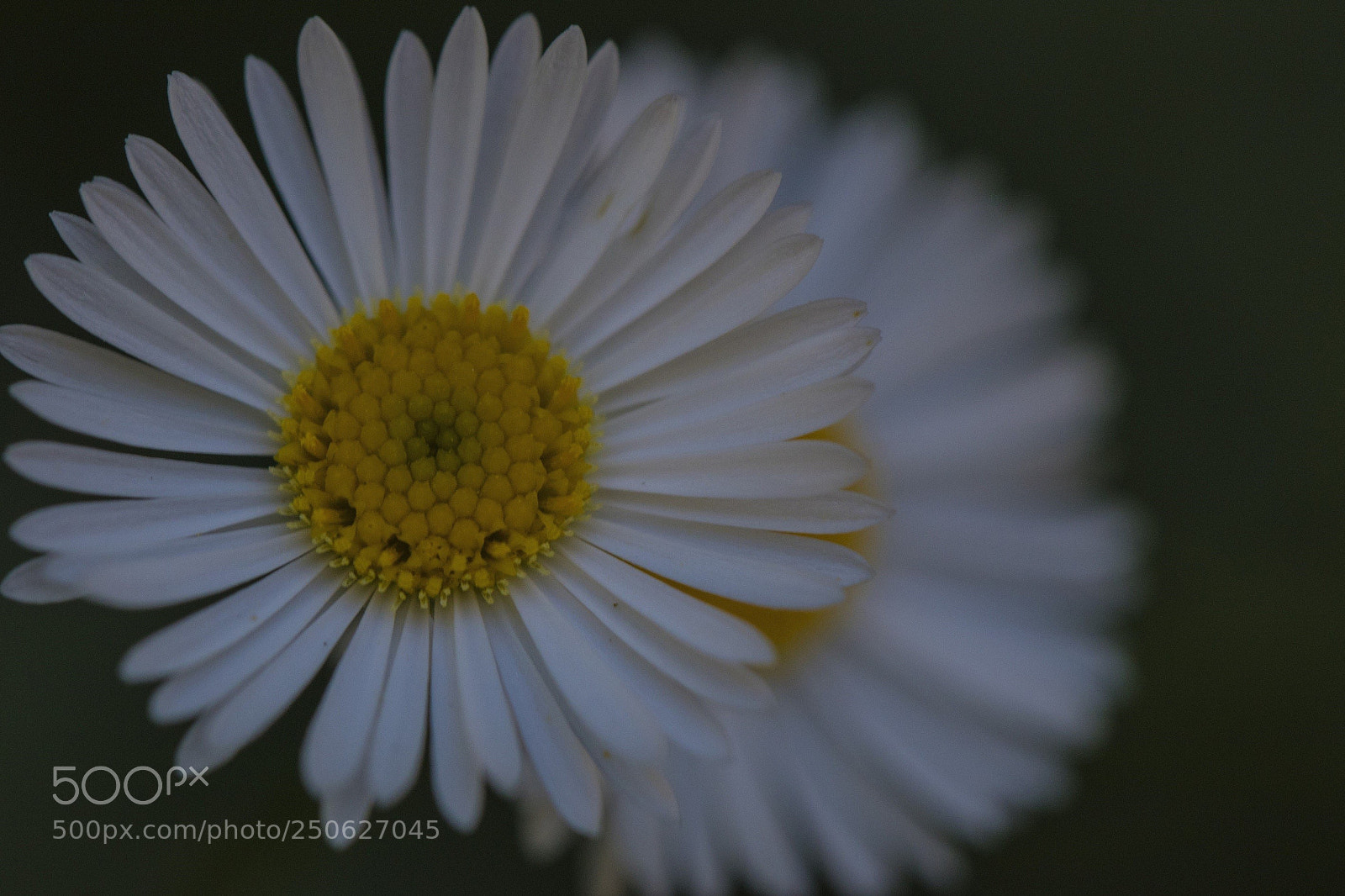 Canon EOS 80D sample photo. Macro flowers and water photography
