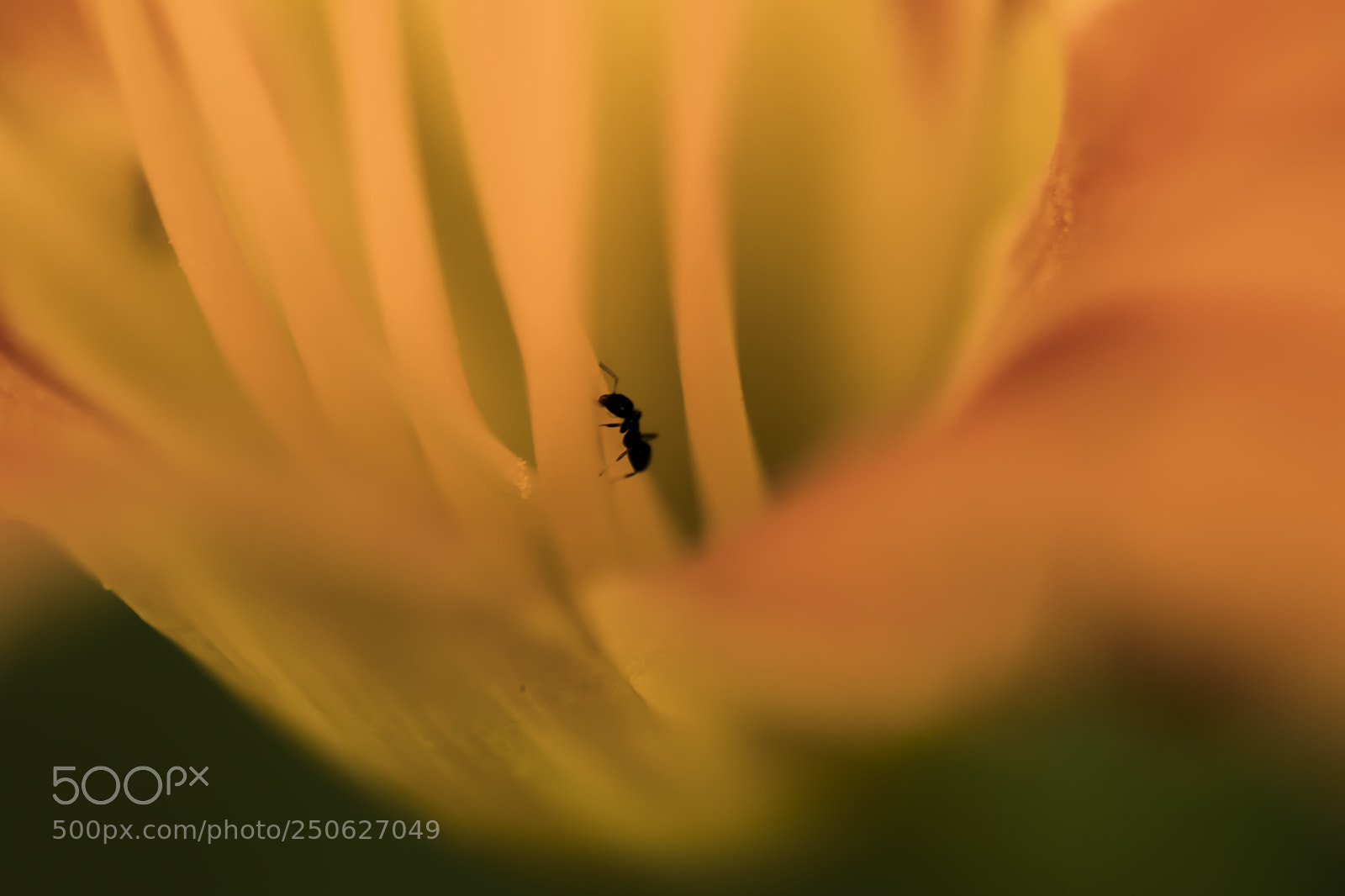 Canon EOS 80D sample photo. Ant photography
