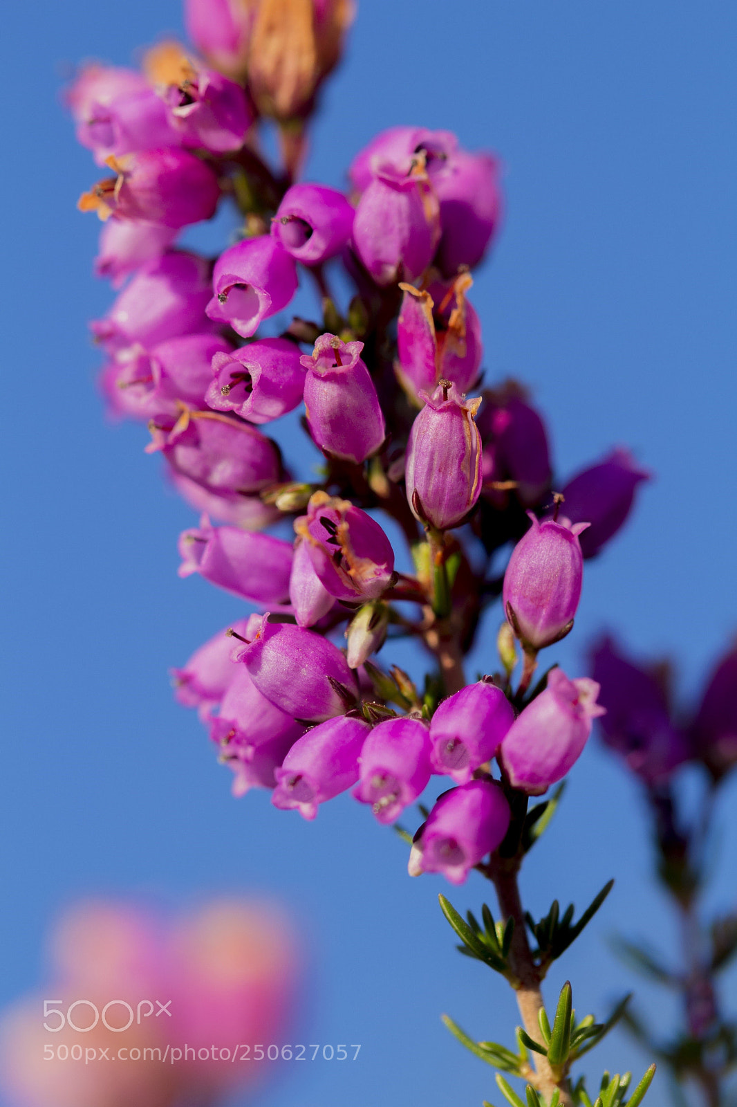 Canon EOS 100D (EOS Rebel SL1 / EOS Kiss X7) sample photo. Macro flowers and water photography