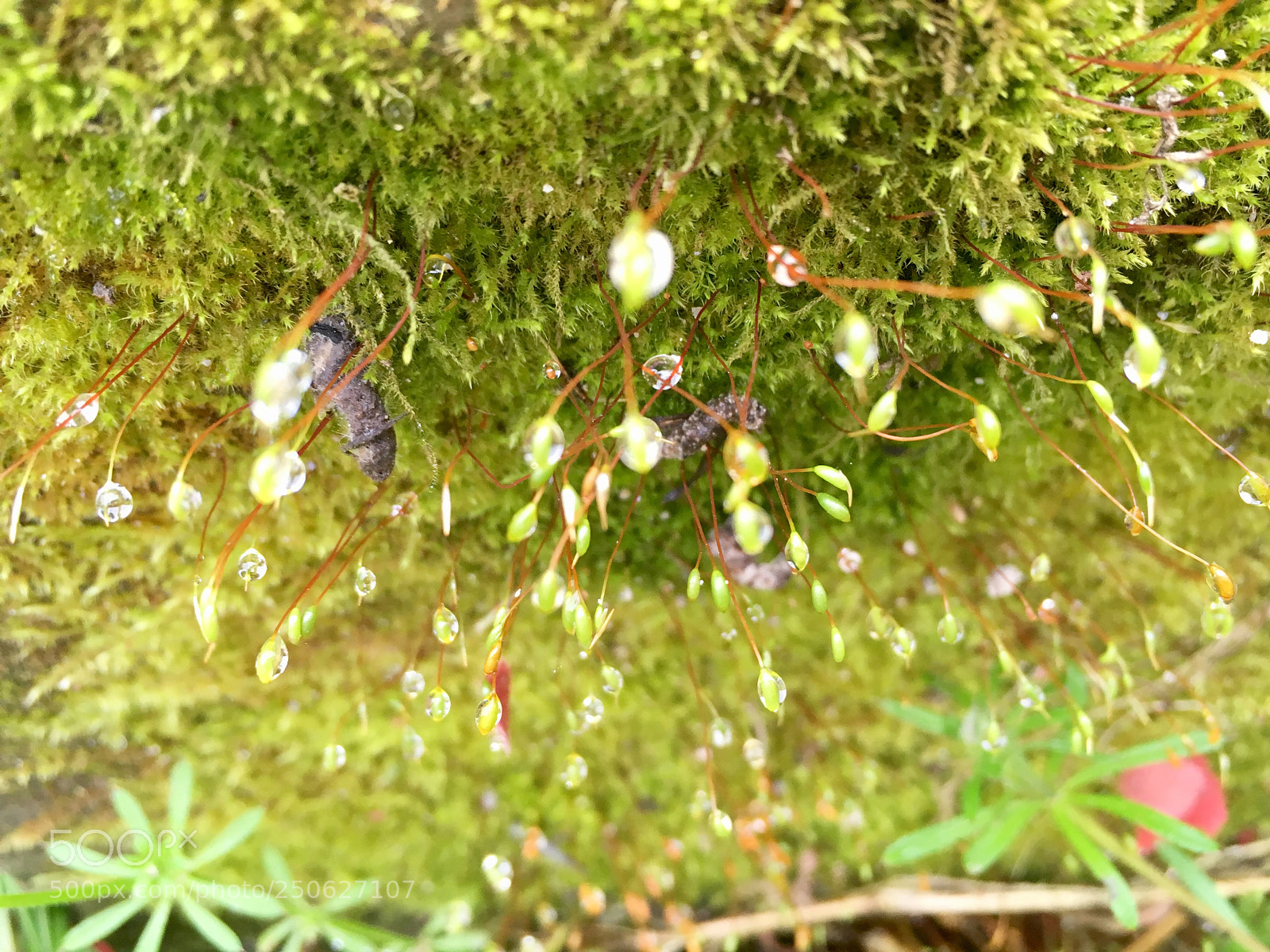 Apple iPhone SE sample photo. Spring photography
