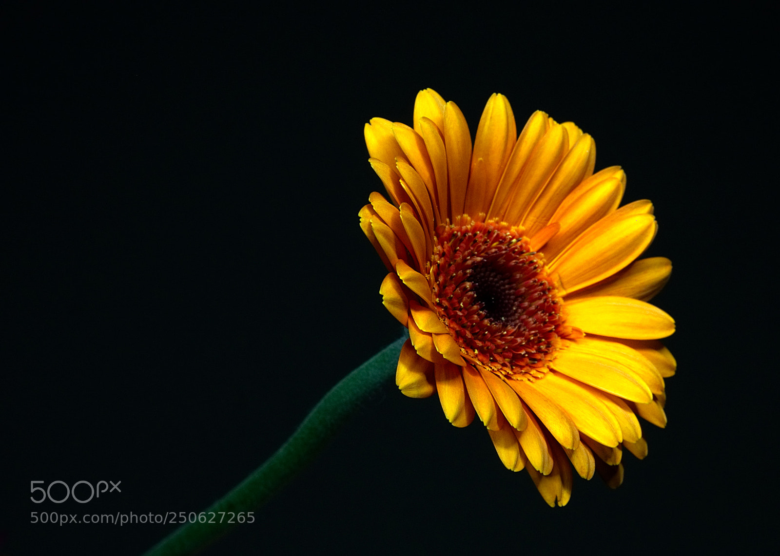 Panasonic Lumix DMC-GX8 sample photo. Daisy photography