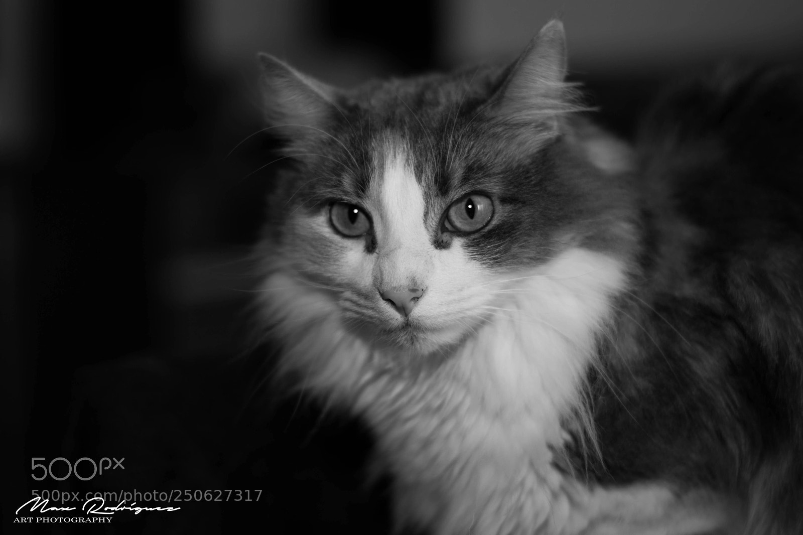 Nikon D3300 sample photo. Dramatic feline look photography