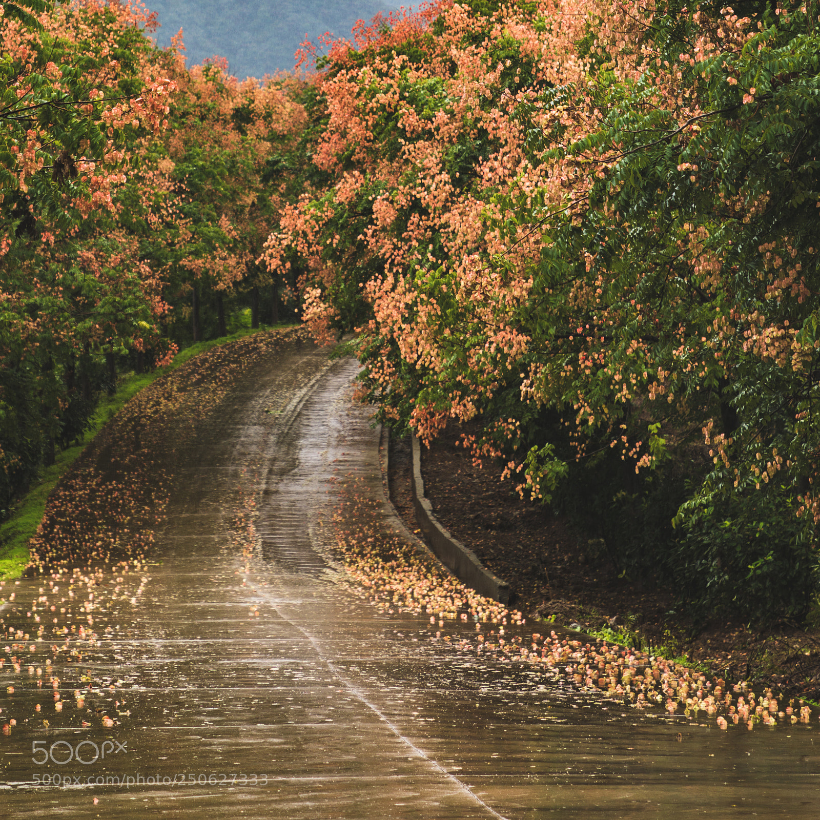 Canon EOS 5D Mark IV sample photo. An autumn morning in photography