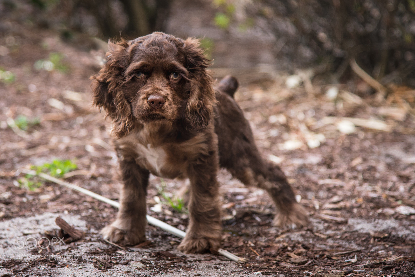 Nikon D750 sample photo. Spaniel puppy photography