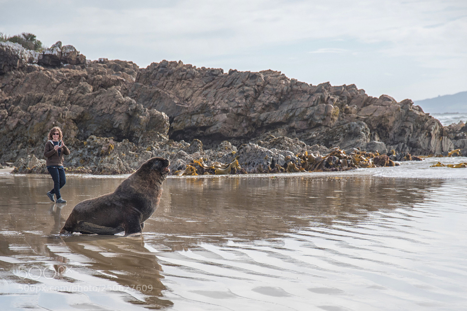 Nikon D810 sample photo. Sea lion on the photography