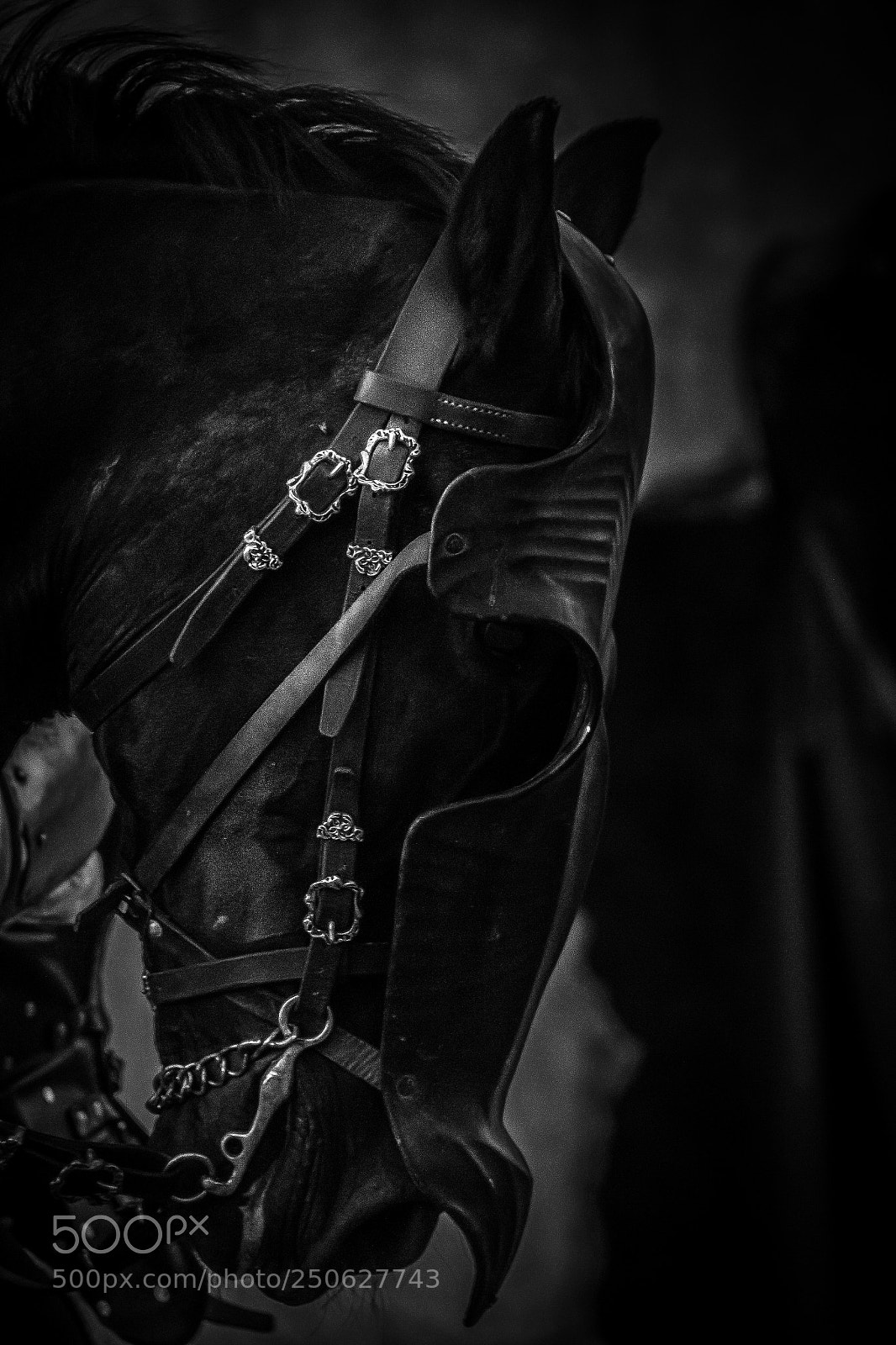 Canon EOS 7D sample photo. Lusitano photography