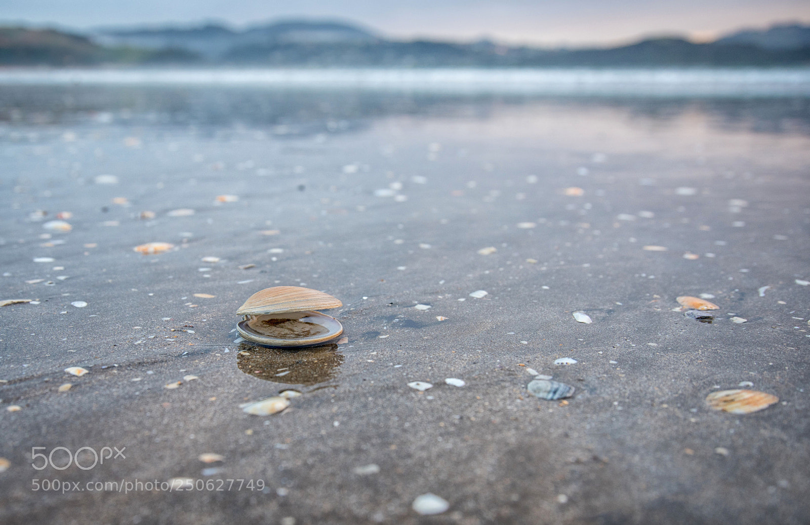 Nikon D810 sample photo. Sea shell by the photography